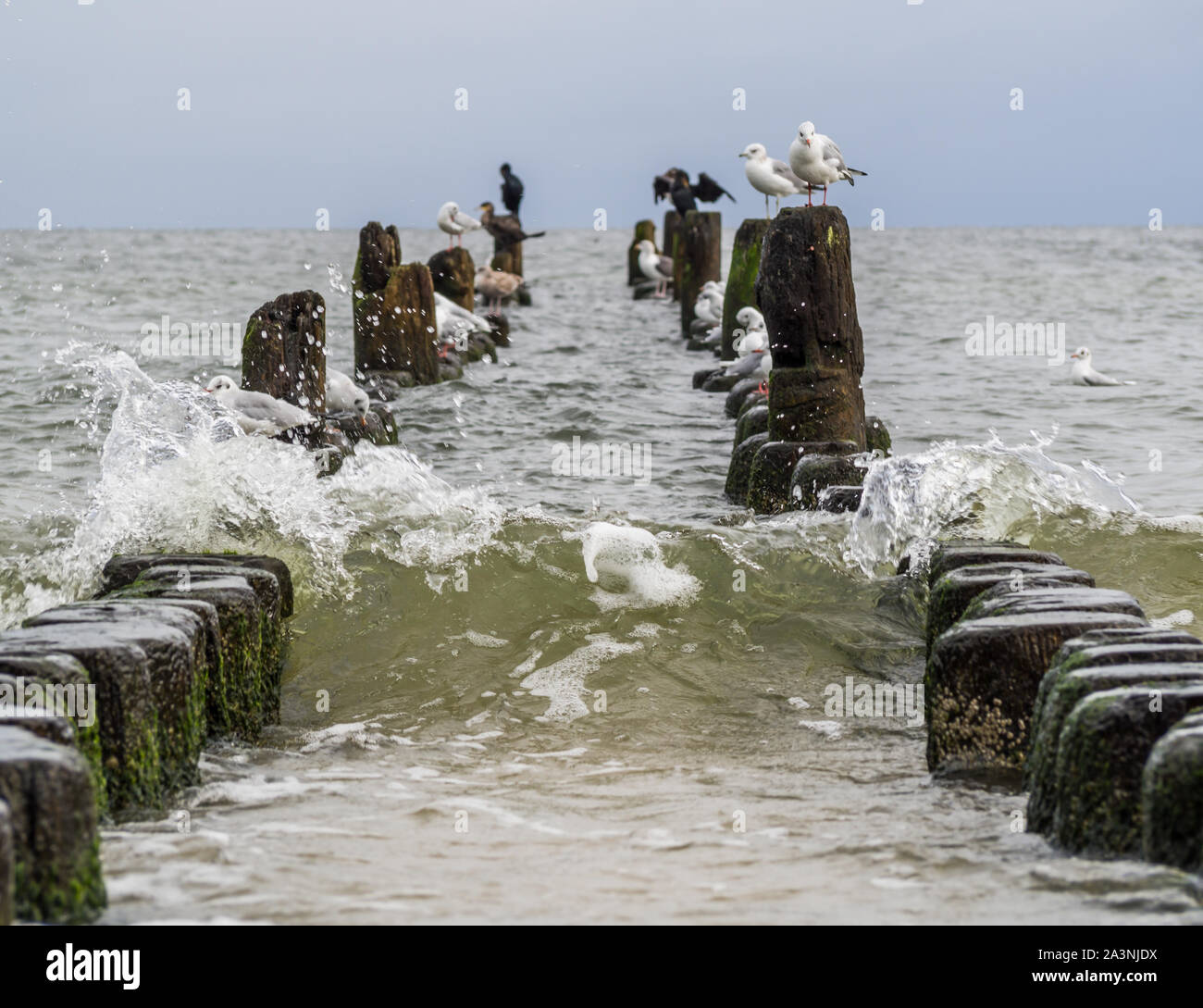 Usedom Heringsdorf frangiflutti in Germania Est Foto Stock