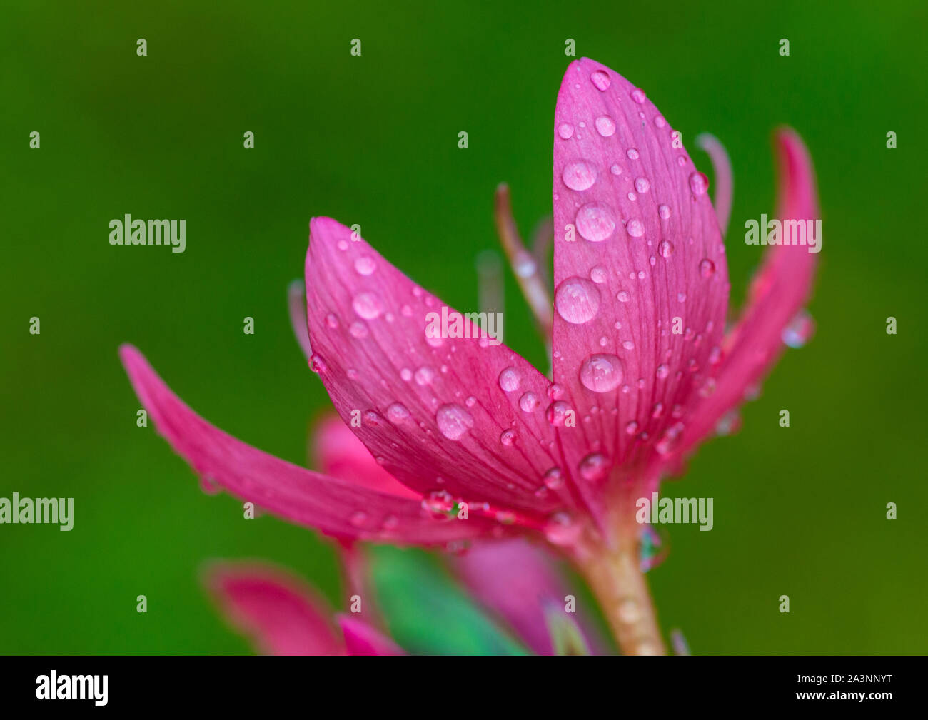 Una macro shot del fiume rosa lily blumi. Foto Stock