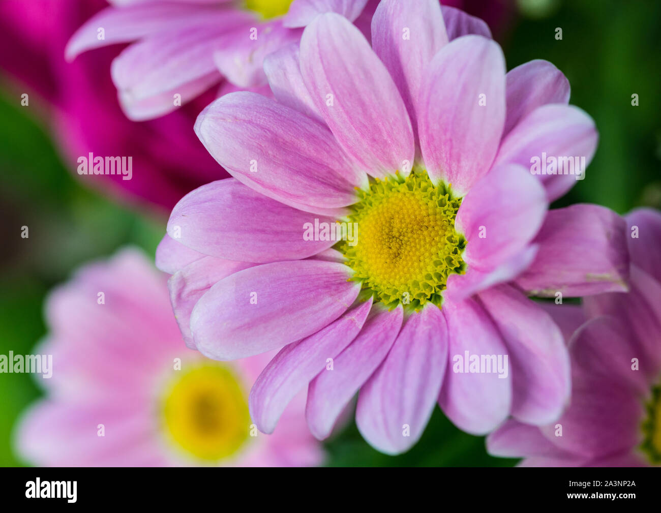 Una ripresa macro di un crisantemo rosa bloom con un centro verde. Foto Stock