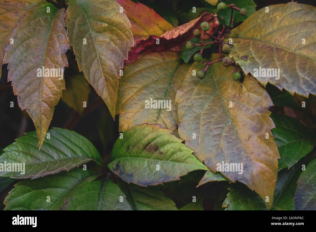 Foglie colorate di uva selvatica e piccoli frutti di bosco. Bellissimo sfondo di autunno Foto Stock