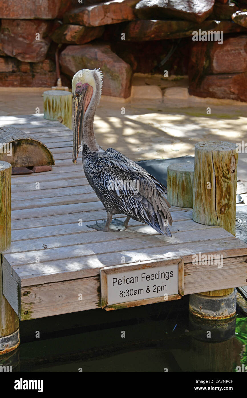 Il Flamingo habitat per la flora e la fauna. Las Vegas NV, STATI UNITI D'AMERICA 09-30-18. Si trova in una zona di 15 acri, l'habitat è piena di uccelli esotici, i pesci e le tartarughe marine Foto Stock