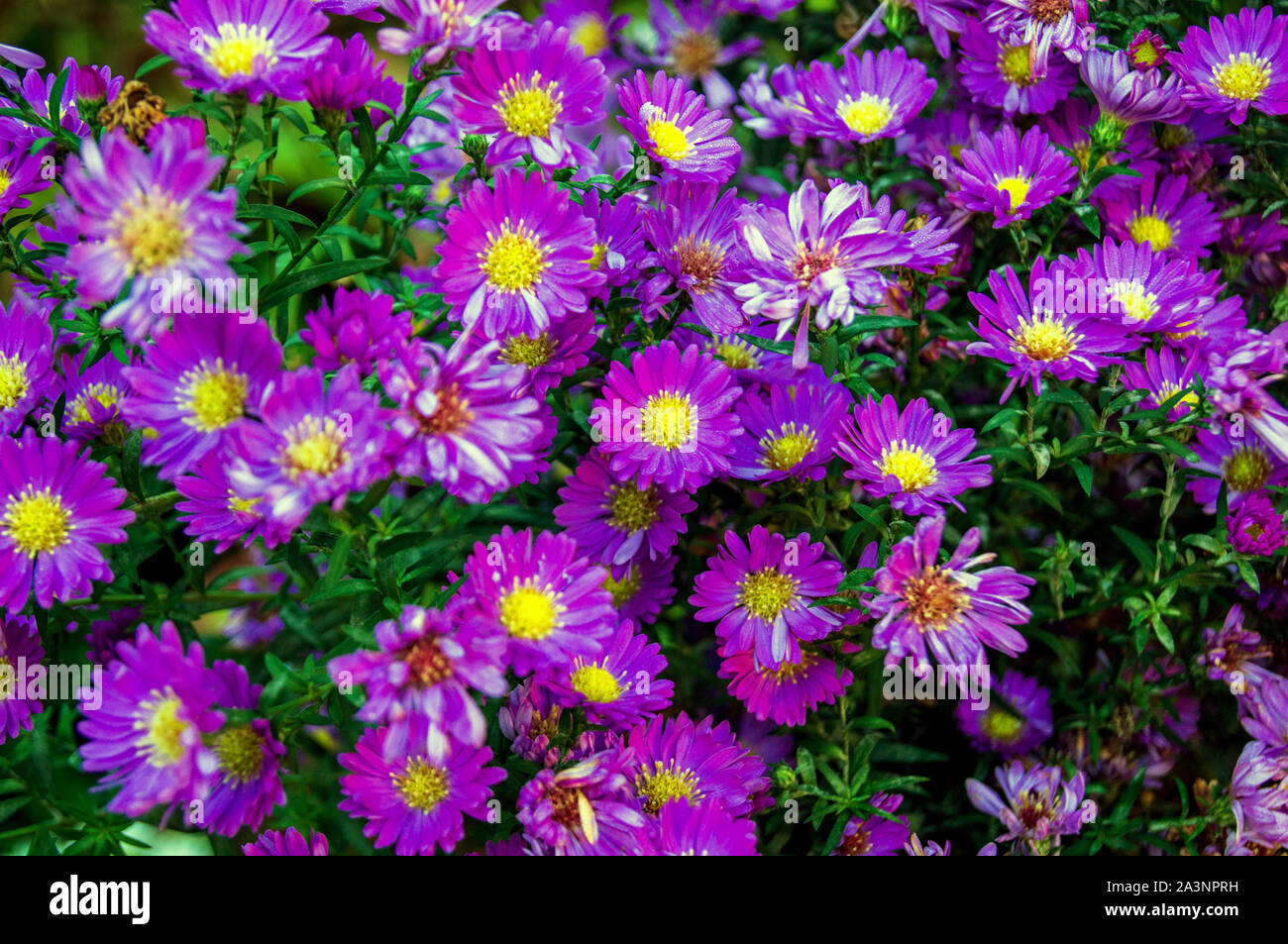 Viola Daisy (Osteospermum) Foto Stock