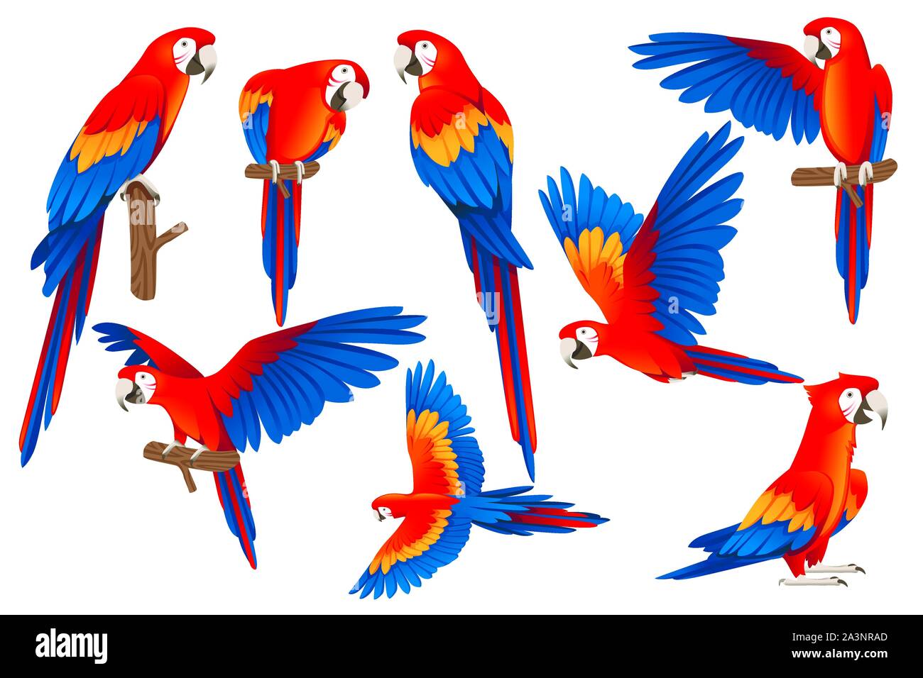 Set di adulto di pappagallo rosso-verde macaw Ara (Ara chloropterus) cartoon bird piatto design illustrazione vettoriale isolati su sfondo bianco. Illustrazione Vettoriale