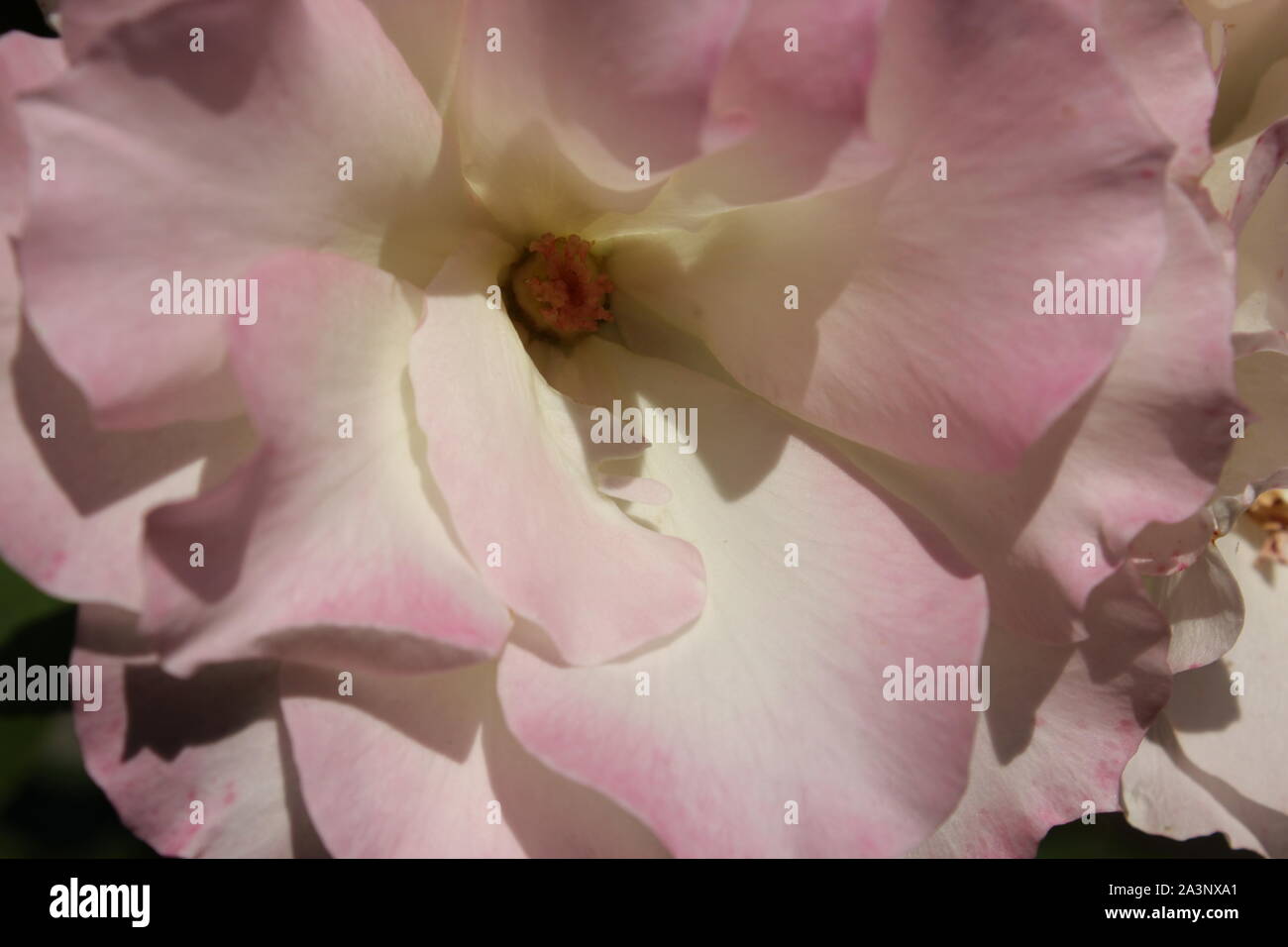 Perfetta estate rosa bocciolo di rosa in fiore nel giardino. Foto Stock