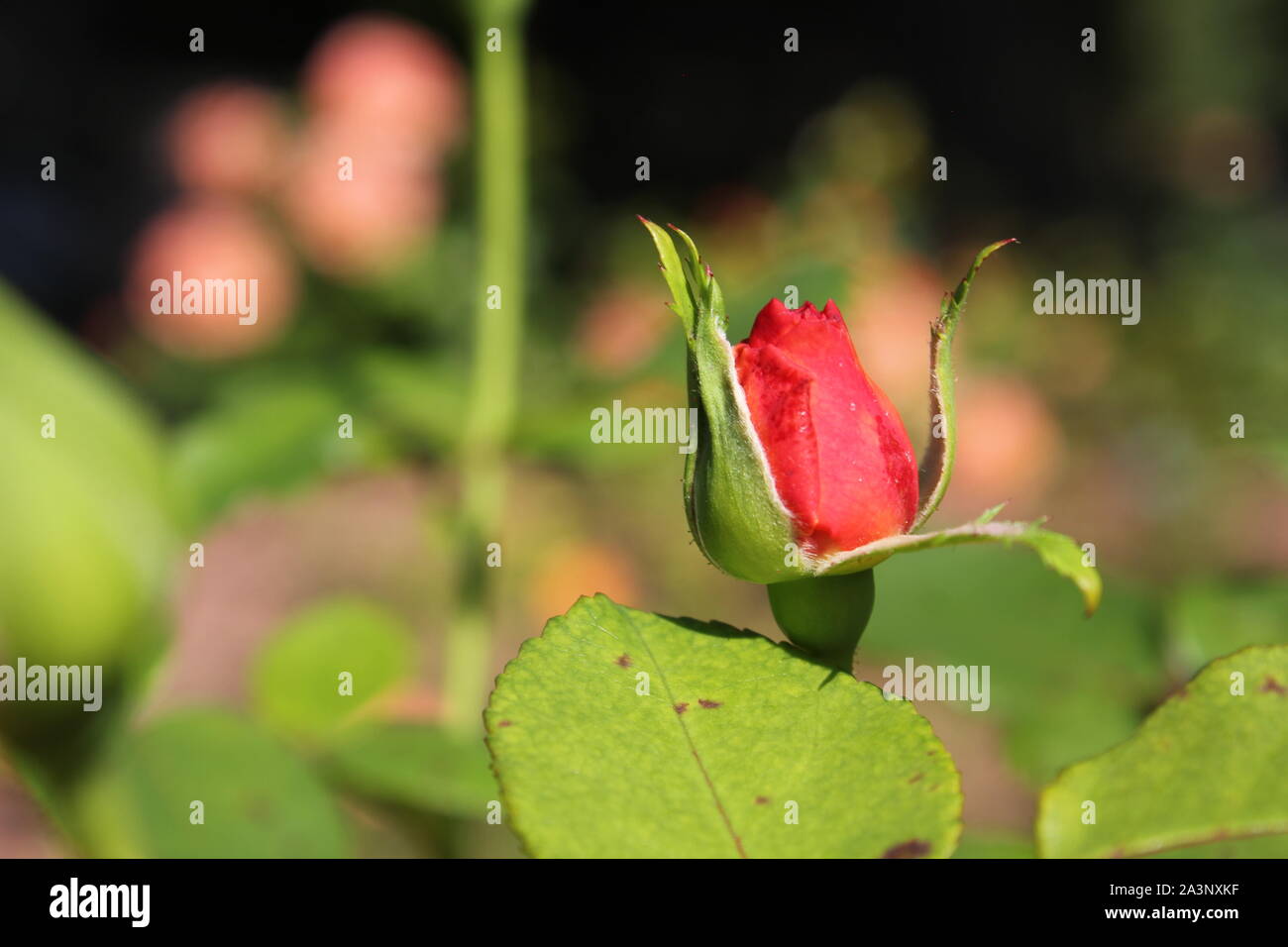 Perfetta estate rosa bocciolo di rosa, germogliare e crescere nel giardino soleggiato. Foto Stock