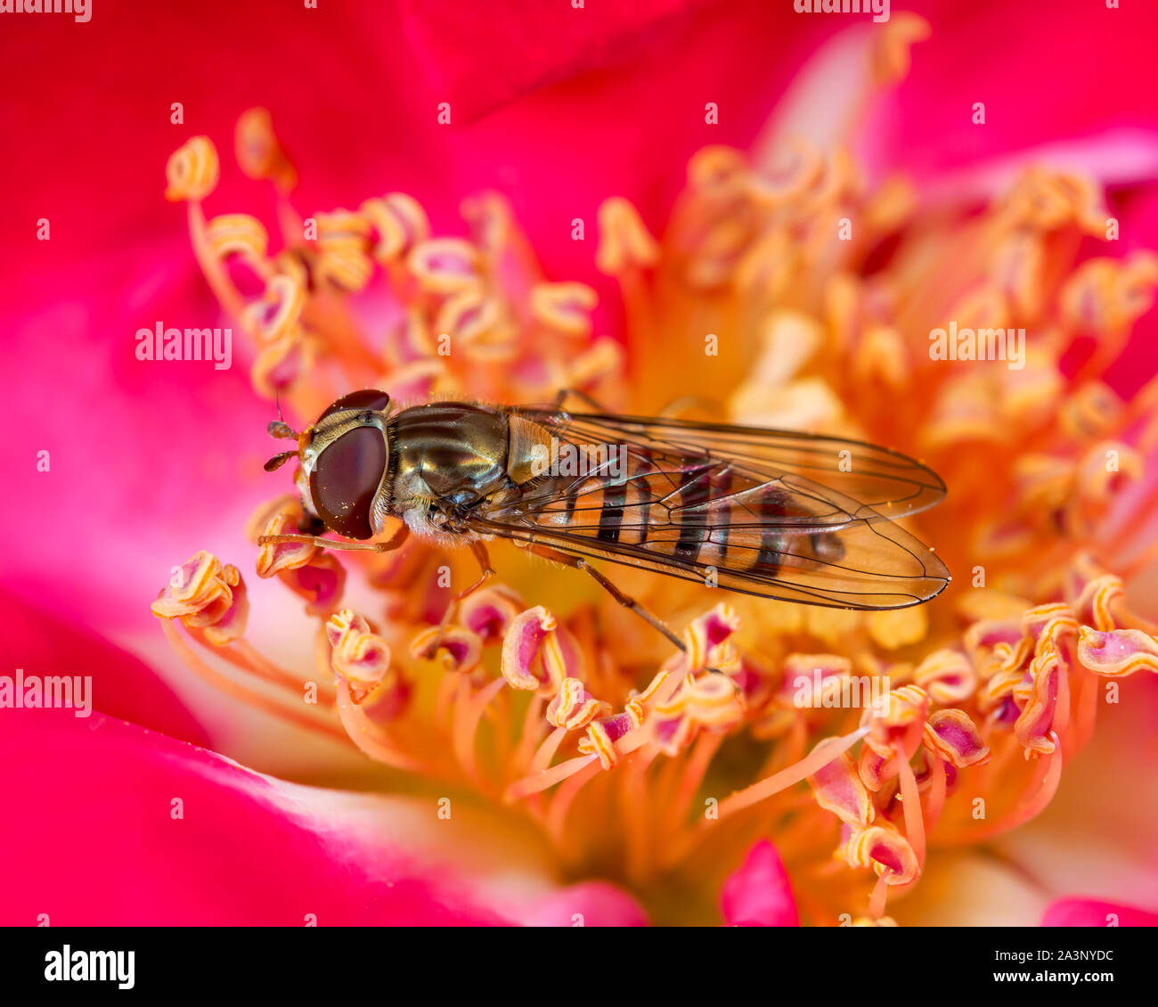 Hoverfly (drone o flower fly) esplorando una testa rosa nel giardino dell'Inghilterra centrale. Foto Stock