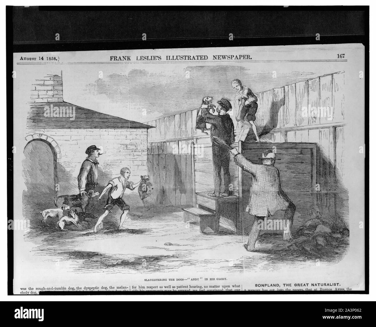 Abbattimento dei cani - Andy nella sua gloria Foto Stock