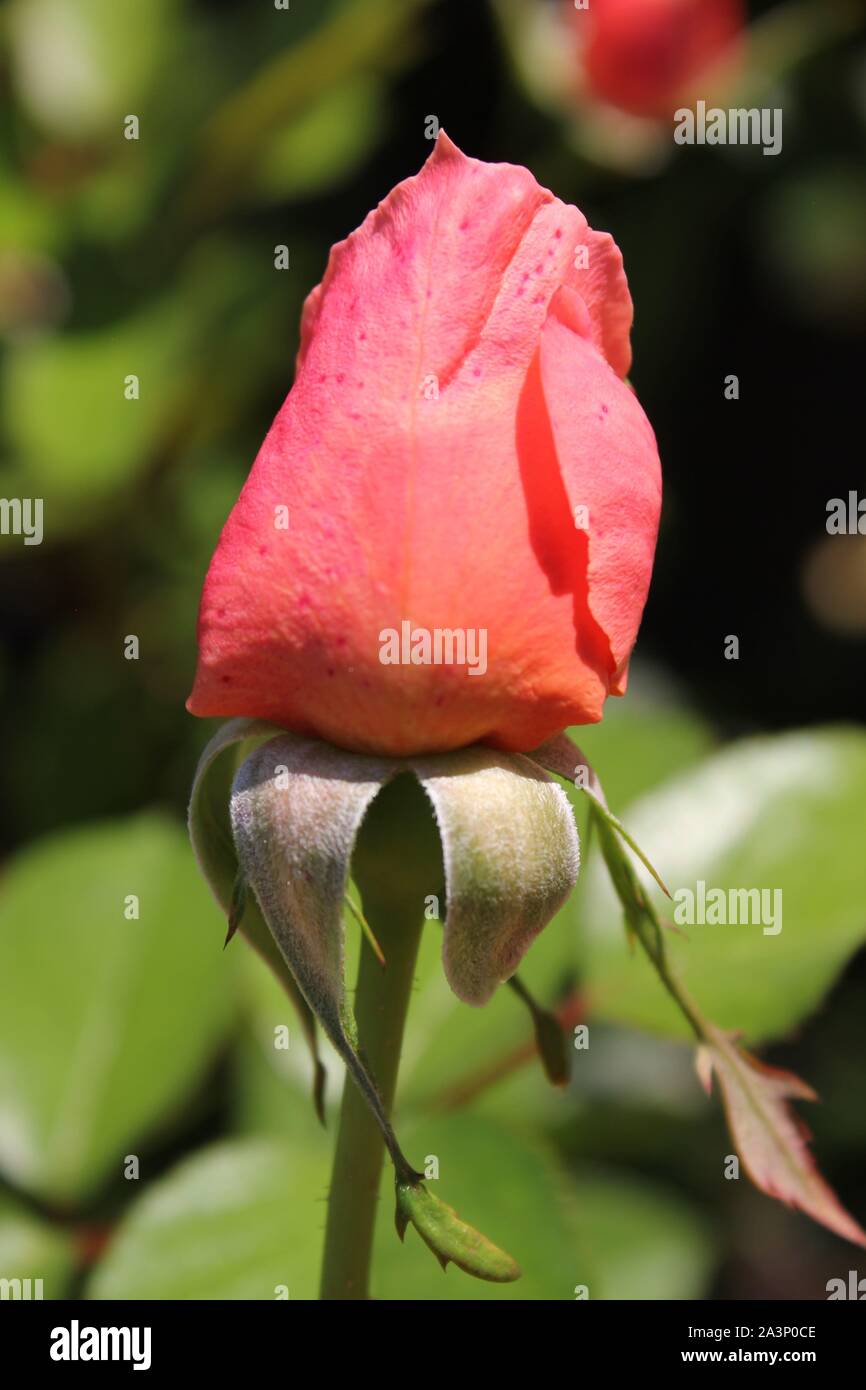Perfetta estate rosa rosa bud crescono nel giardino soleggiato. Foto Stock