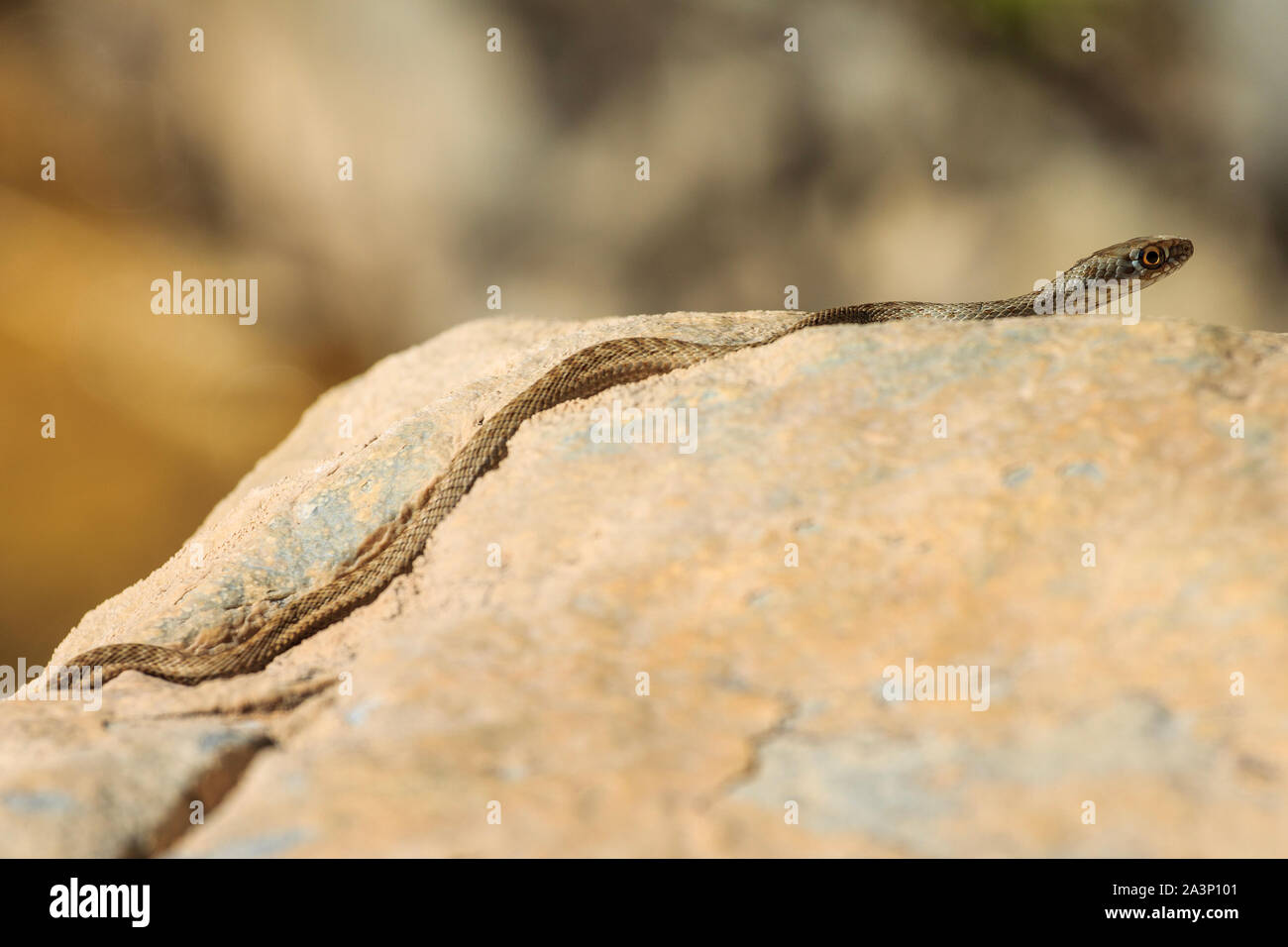 Immagine ravvicinata di un giovane Montpellier snake, Malpolon monspessulanus. Foto Stock
