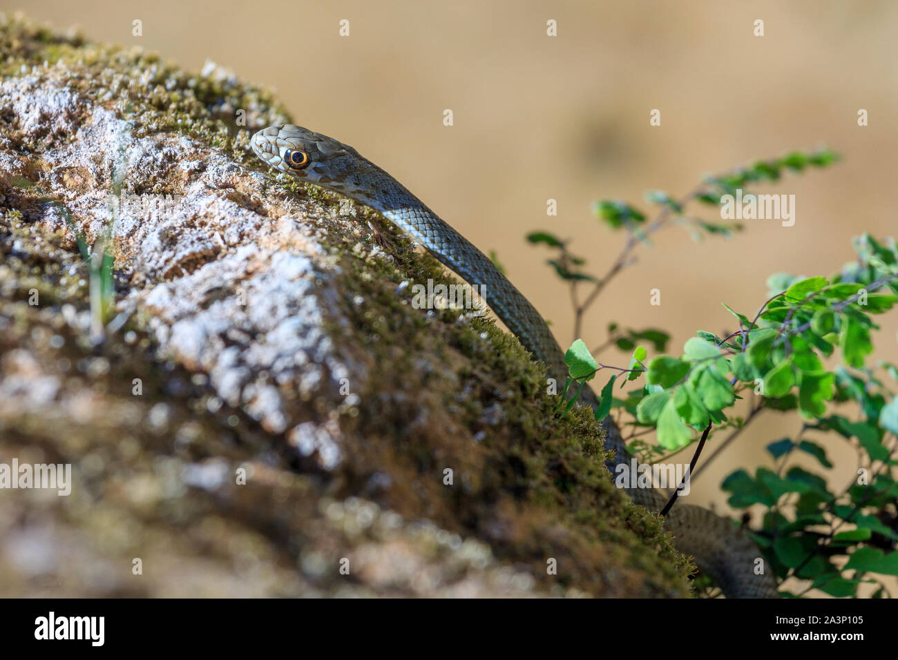 Immagine ravvicinata di un giovane Montpellier snake, Malpolon monspessulanus. Foto Stock