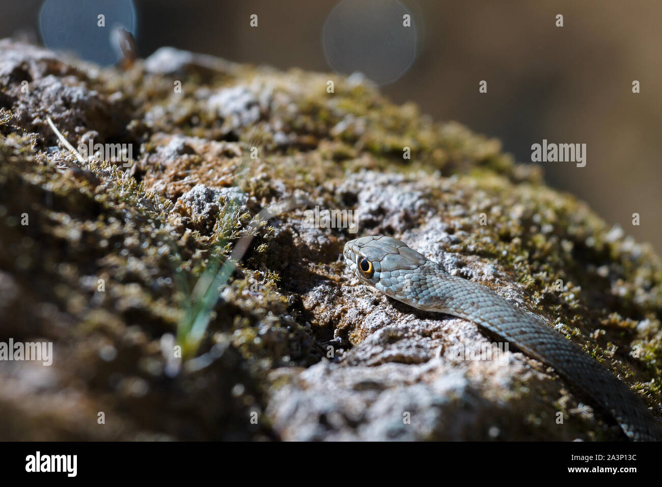 Immagine ravvicinata di un giovane Montpellier snake, Malpolon monspessulanus. Foto Stock