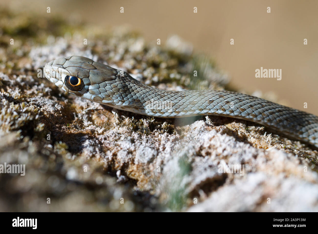 Immagine ravvicinata di un giovane Montpellier snake, Malpolon monspessulanus. Foto Stock