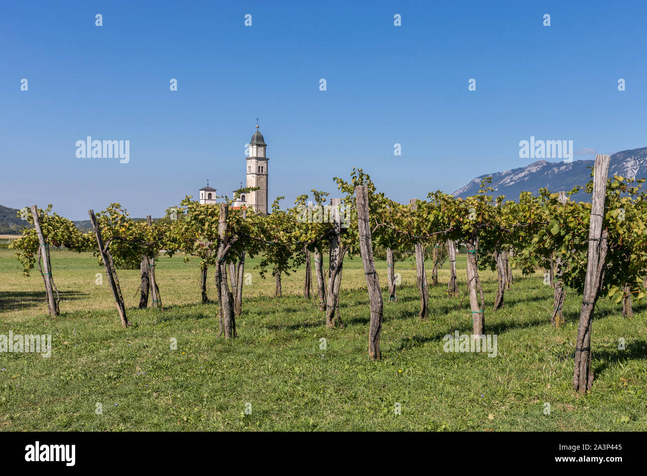 Vigneti e un pellegrinaggio alla chiesa della Madonna della Consolazione nel Log pri Vipavi, Valle del Vipava, Slovenia Foto Stock