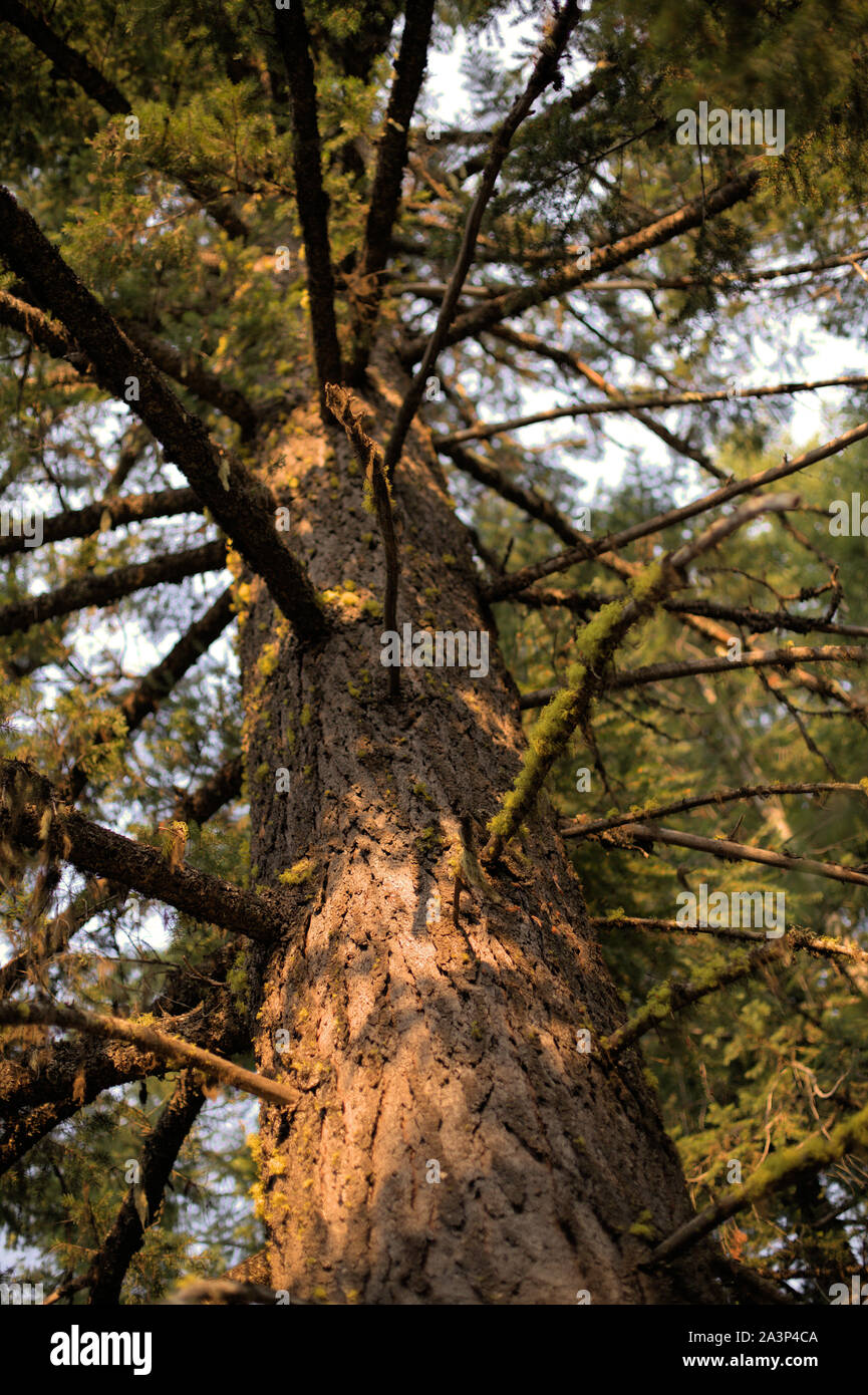 La linea verticale di un vecchio Douglas-fir conifera, nella foresta di Oregon, con il vecchio uomo con la barba licheni crescono su i suoi rami Foto Stock
