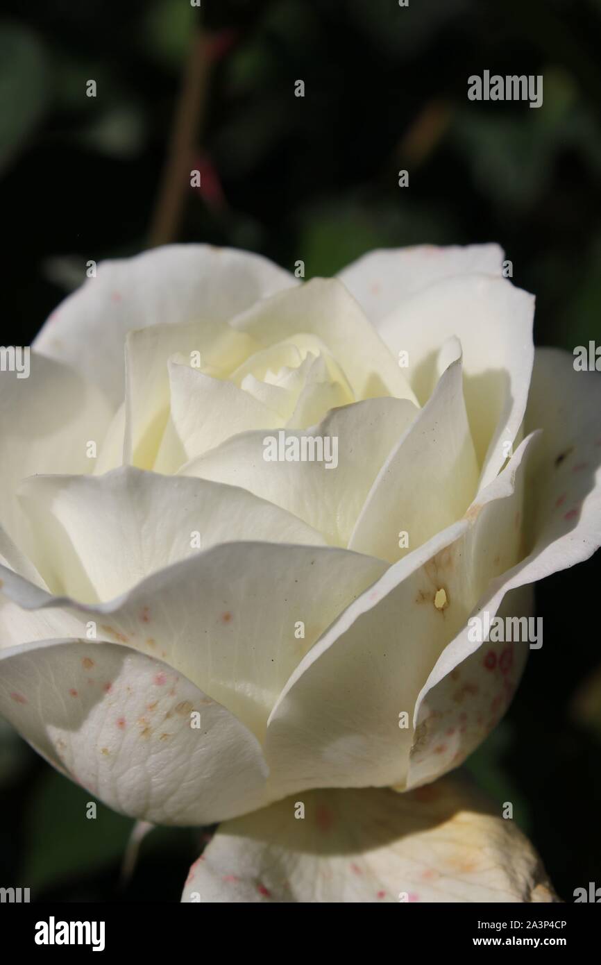 Perfetta estate White Rose fiore cresce nel giardino soleggiato. Foto Stock