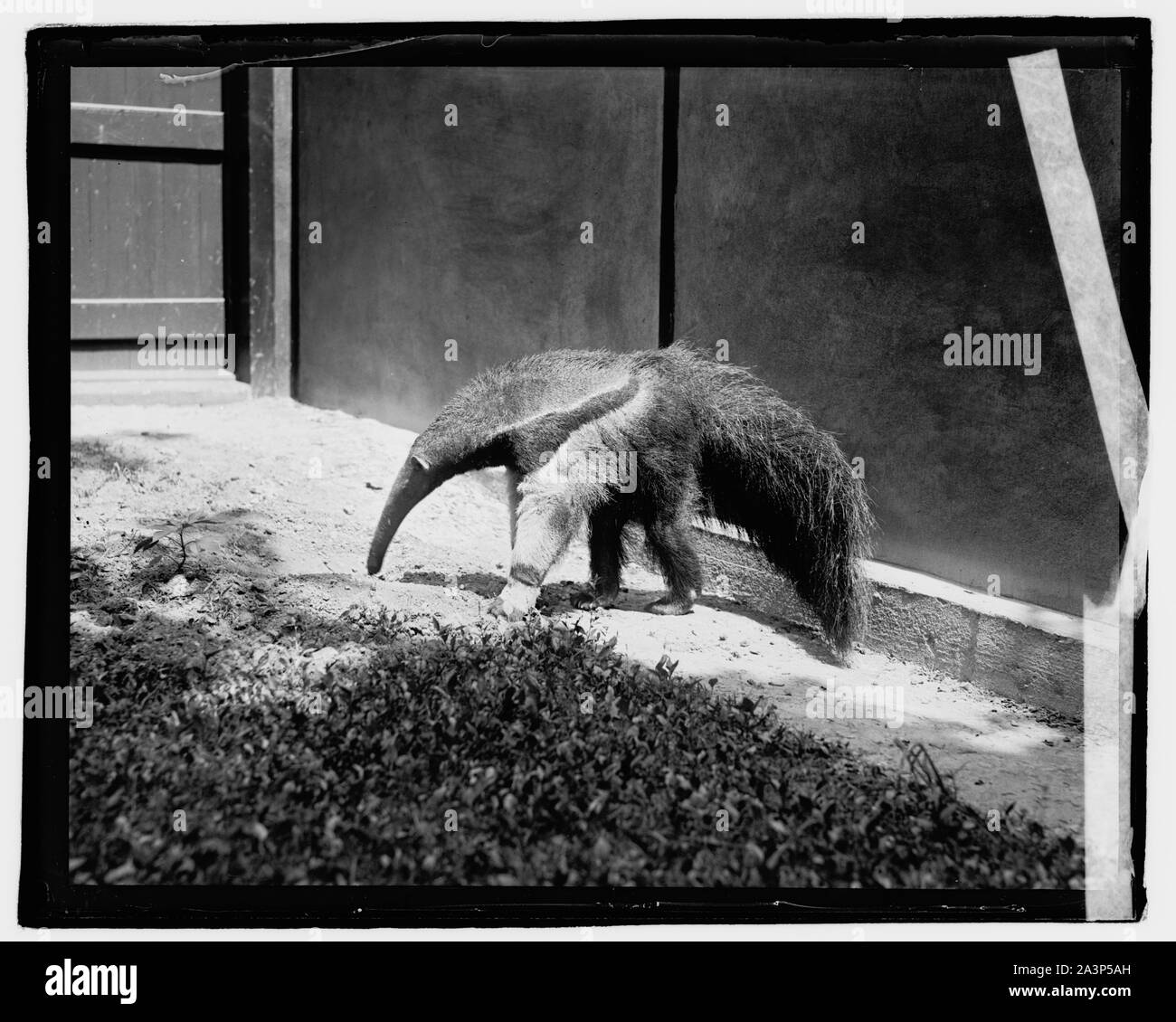 Muso Ant Eater Foto Stock