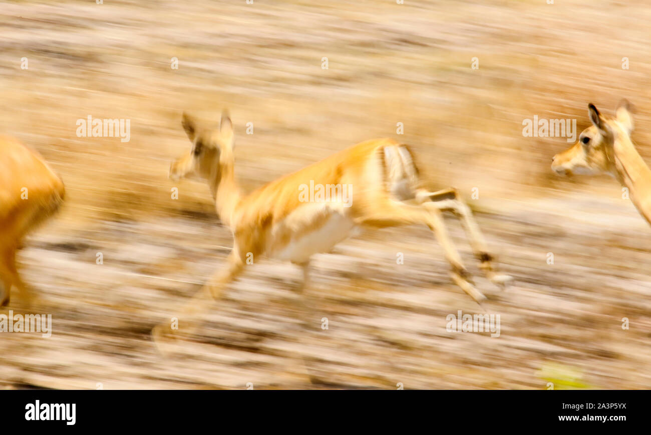 Femmine di Puku (Kobus vardonii) africana di antilope, in Busanga Plains. Parco Nazionale di Kafue, Zambia Foto Stock