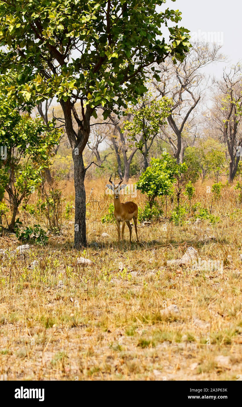 Il maschio della Impala(Aepyceros melampus) nel Parco Nazionale di Kafue. Zambia Foto Stock