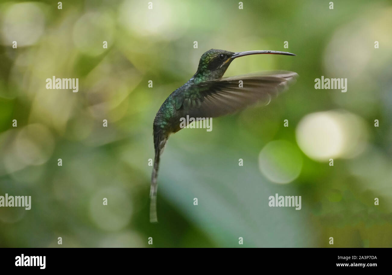 Eremita verde hummingbird (Phaethornis guy), Copalinga, Parco Nazionale Podocarpus, Zamora, Ecuador Foto Stock