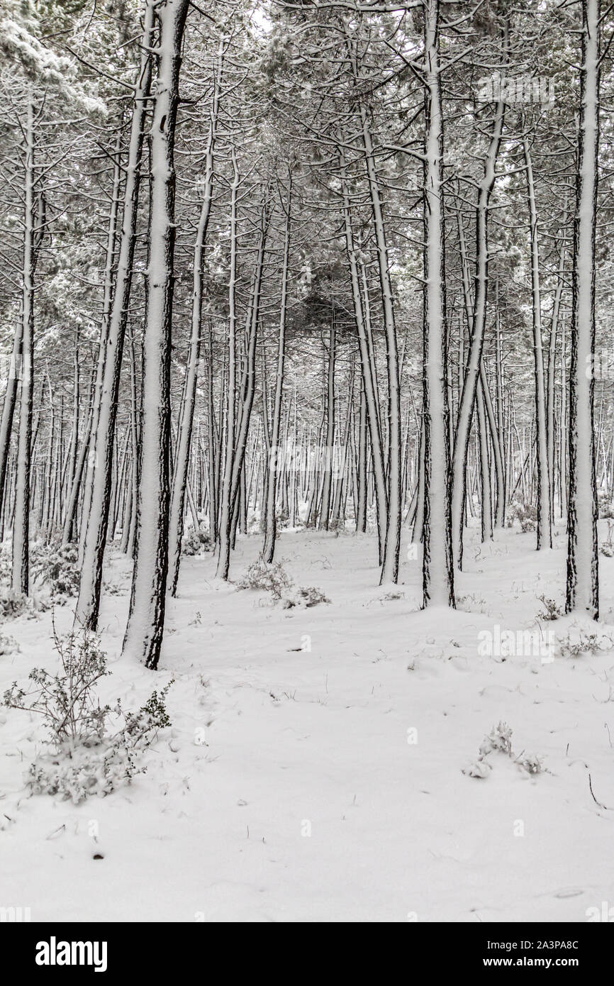 Favola invernale nel parco della città, boschi innevati, bianco alberi in soffice neve soffice Foto Stock