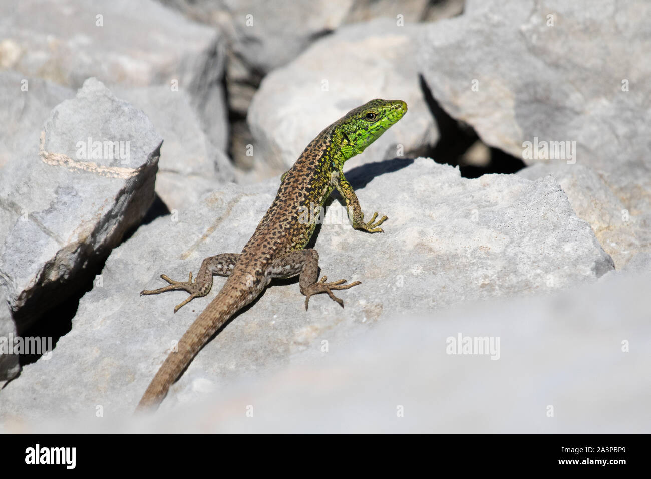 West Iberian Rock Lizard (Iberolacerta monticola) Foto Stock