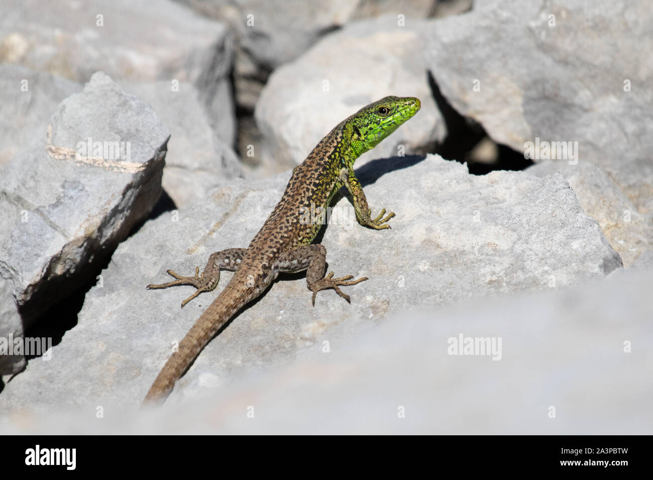 West Iberian Rock Lizard (Iberolacerta monticola) Foto Stock