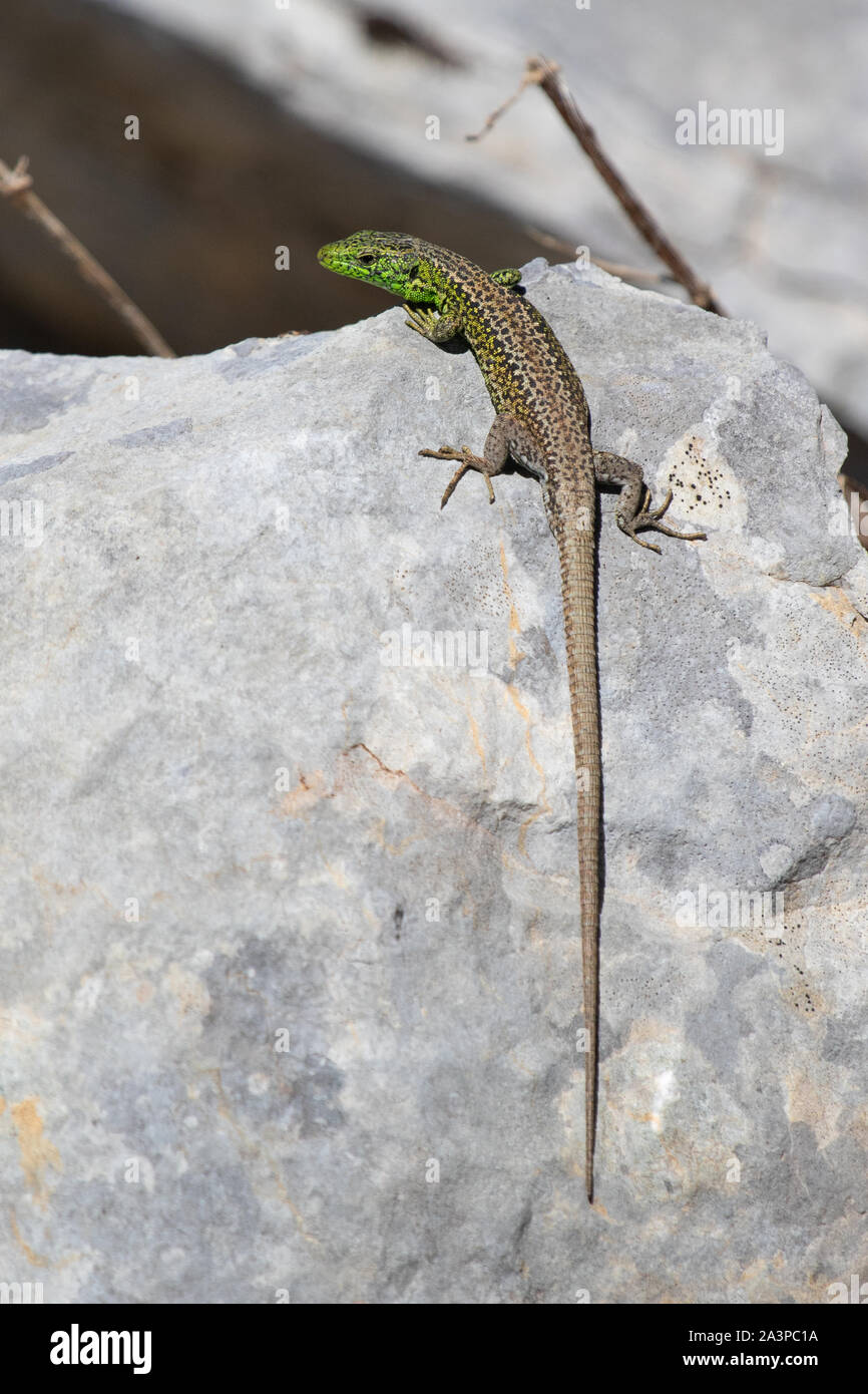 West Iberian Rock Lizard (Iberolacerta monticola) Foto Stock