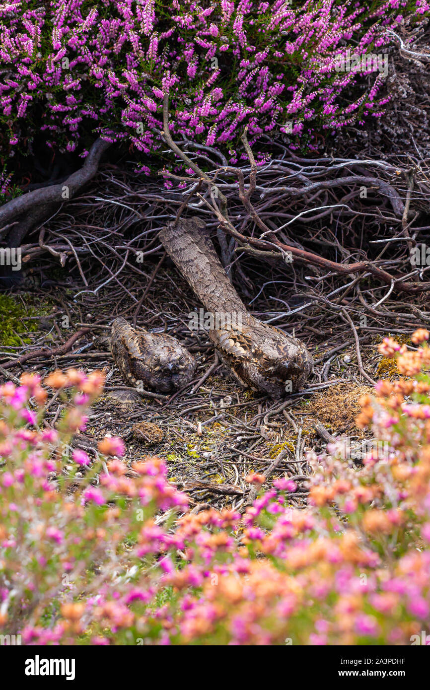 La madre e il bambino Nightjars seduti fianco a fianco nella piccola radura tra la fioritura heather. Foto Stock