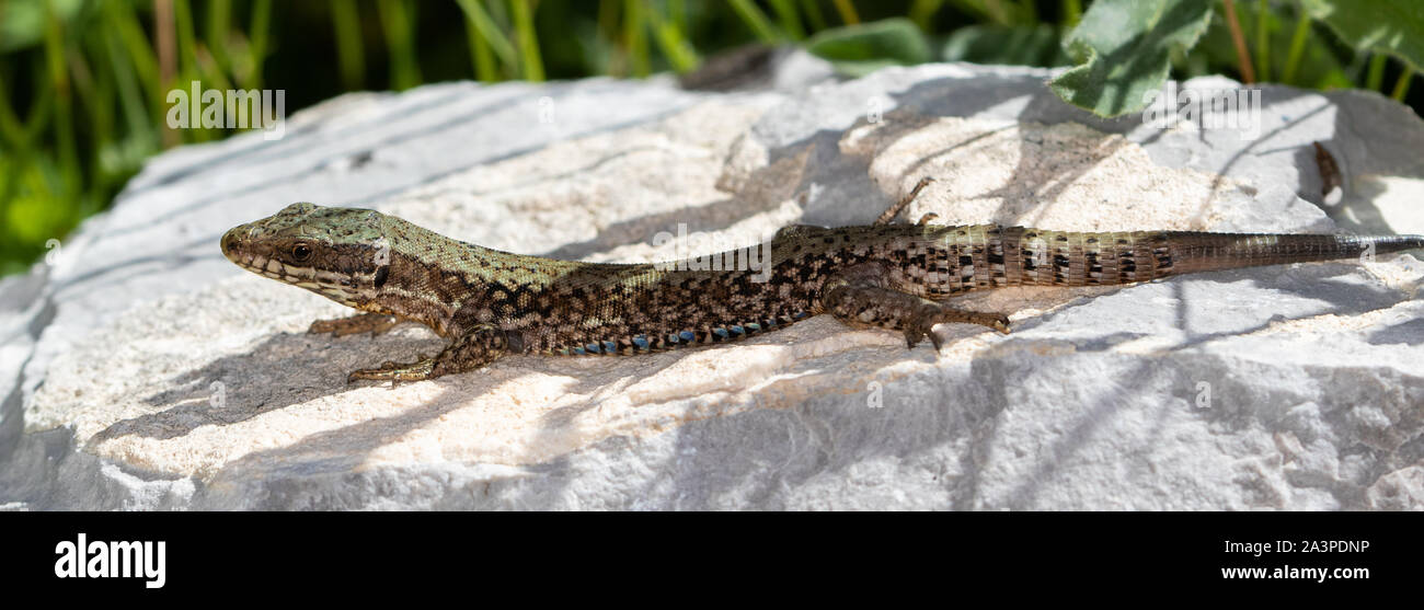 Comune di lucertola muraiola (Podarcis muralis) crogiolarvi al sole su una roccia Foto Stock