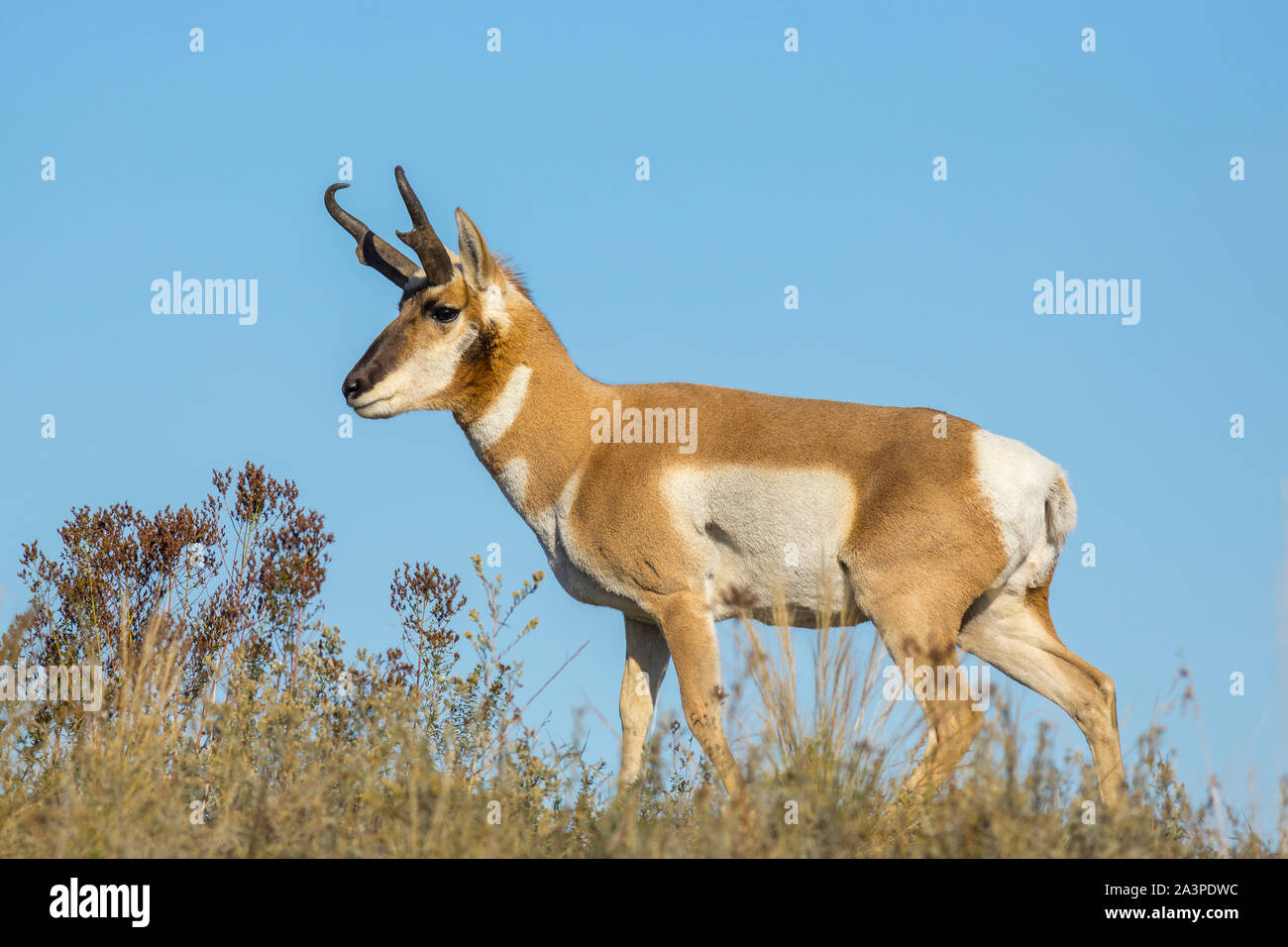 Un grande cervo pronghorn sfiora sul terreno della prateria presso il National Elk e gamma di bisonte in Montana. Foto Stock