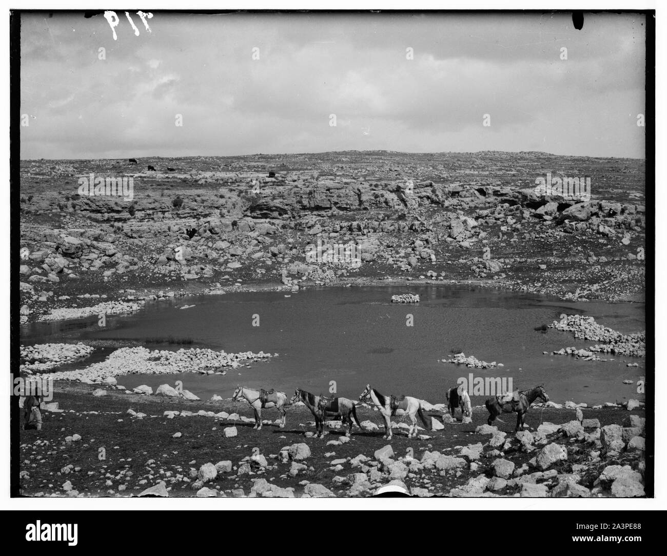 Sud della Palestina. Il carmelo. A sud di Hebron Foto Stock