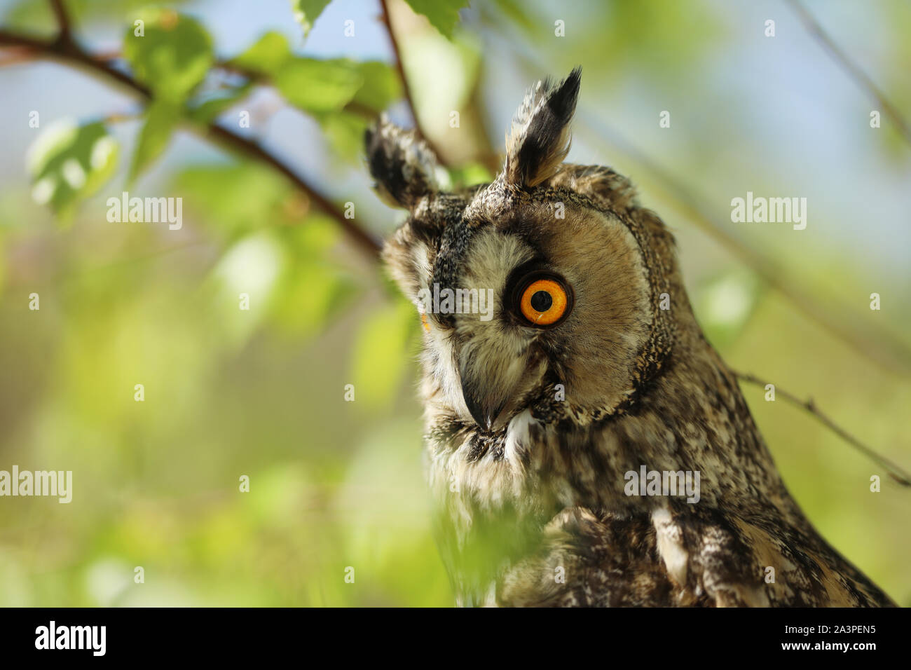 Il nothern gufo comune - Asio otus, owl guardando attraverso i rami di betulla Foto Stock