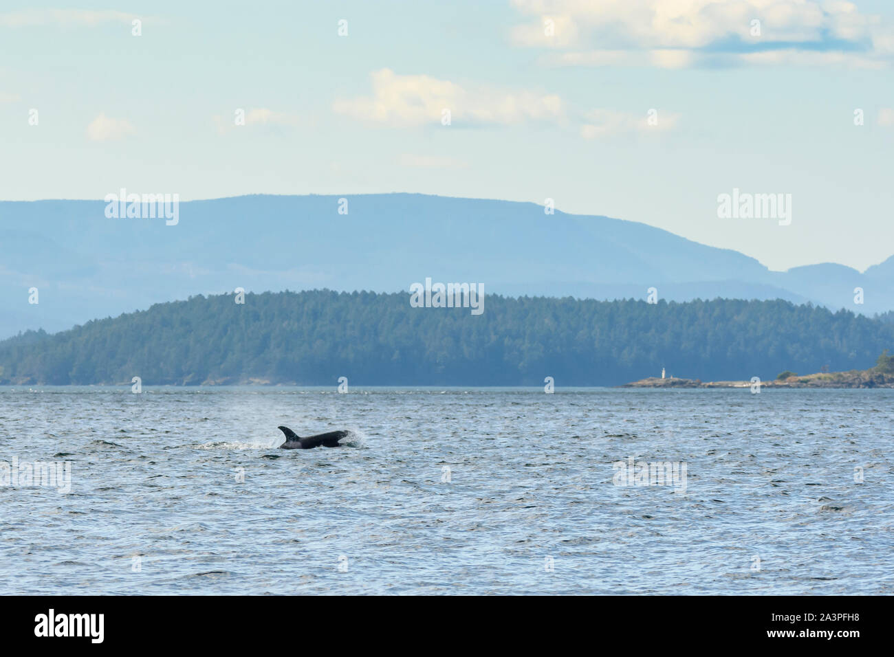 Orca transitoria o Bigg's Killer Whale, Salish Mare, British Columbia, Canada, Pacific Foto Stock