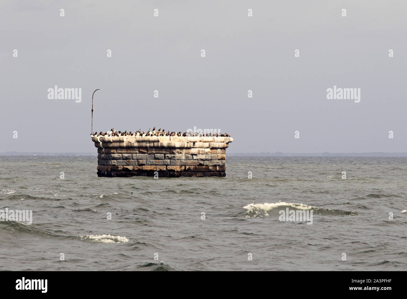 I cormorani posati sui resti della Croce di luce di battuta in Delaware Bay che è sull'Atlantico Flyway percorso di migrazione, STATI UNITI D'AMERICA Foto Stock