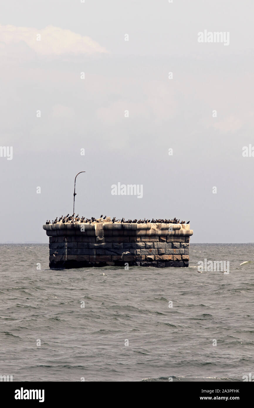I cormorani posati sui resti della Croce di luce di battuta in Delaware Bay che è sull'Atlantico Flyway percorso di migrazione, STATI UNITI D'AMERICA Foto Stock