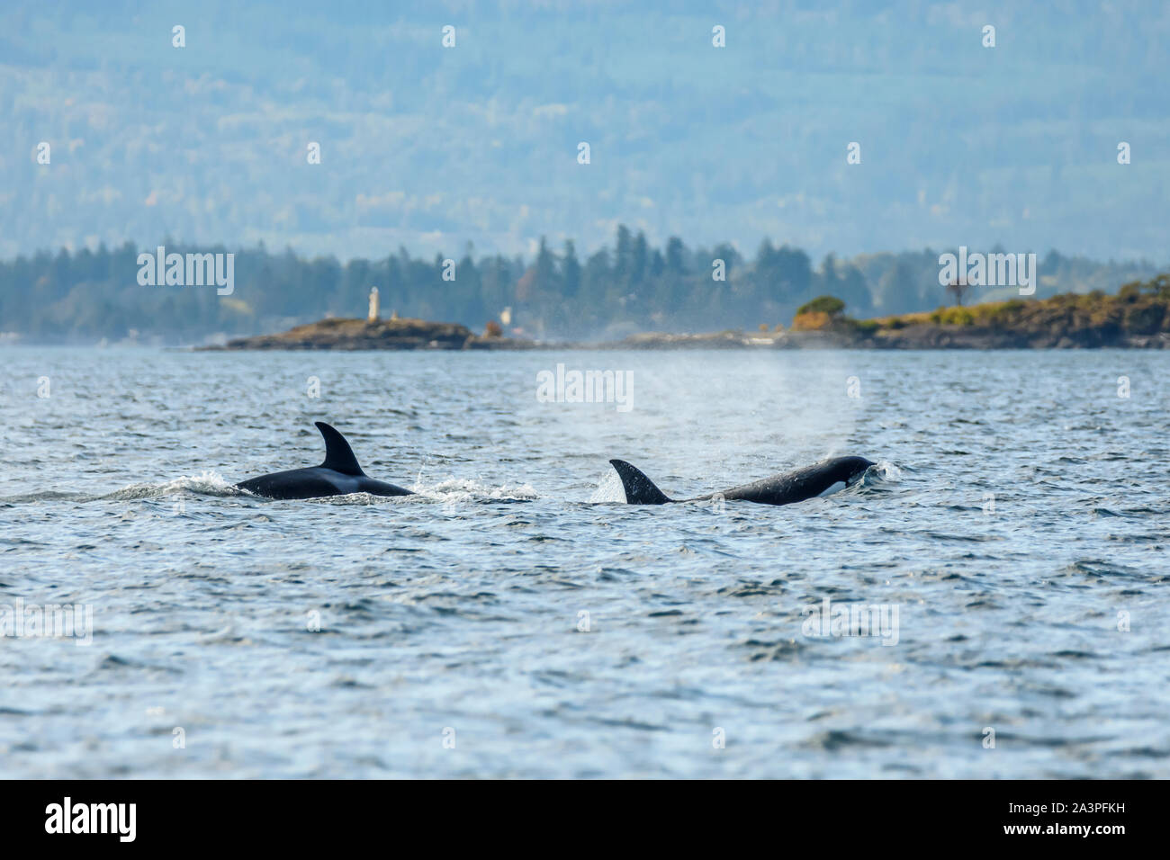 Orca transitoria o Bigg's Killer Whale, Salish Mare, British Columbia, Canada, Pacific Foto Stock