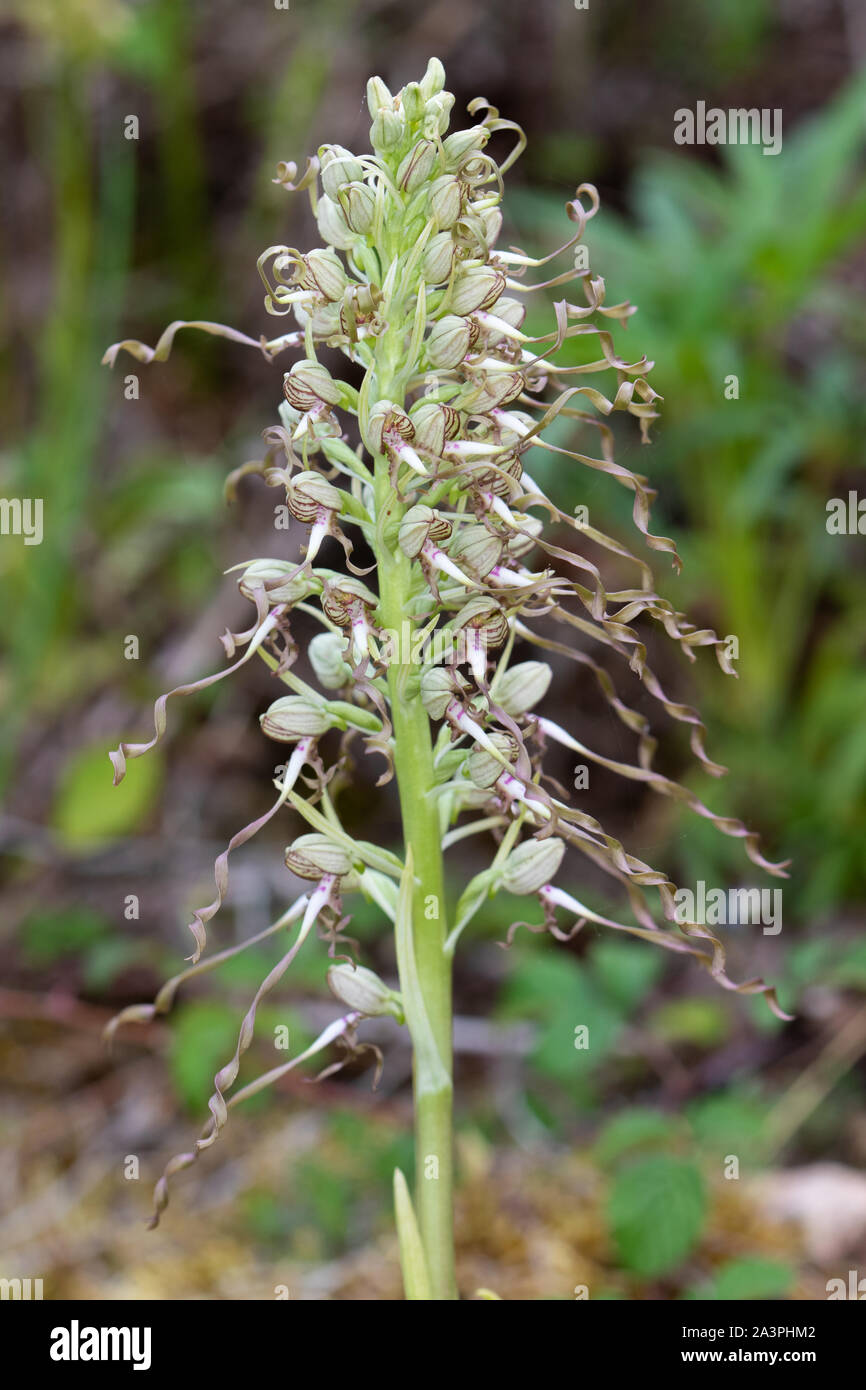 Lizard Orchid (Himantoglossum hircinum) fiore spike Foto Stock