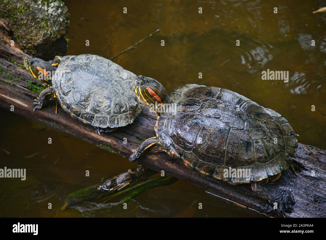 Rosso-eared slider turtle (Trachemys scripta), Zamora, Ecuador Foto Stock