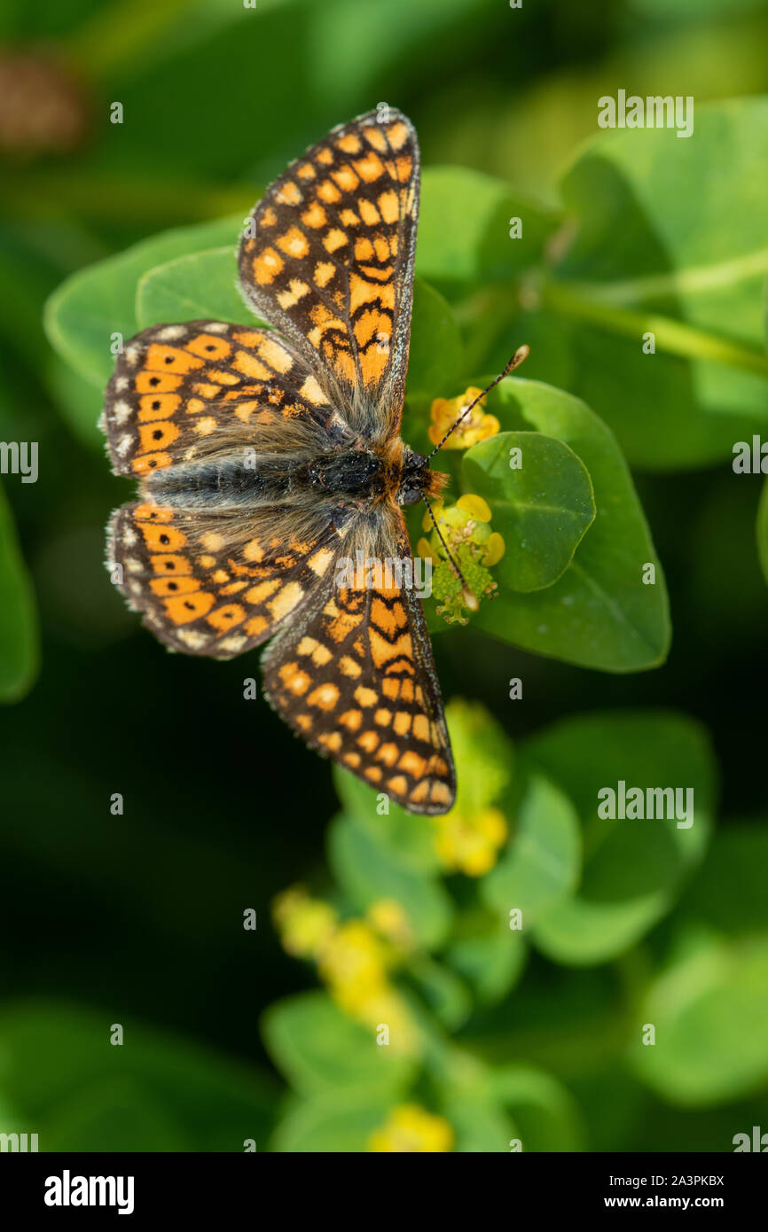 Marsh Fritillary (Euphydryas aurinia) alimentazione sul (Euforbia Euphorbia sp.) Fiori Foto Stock