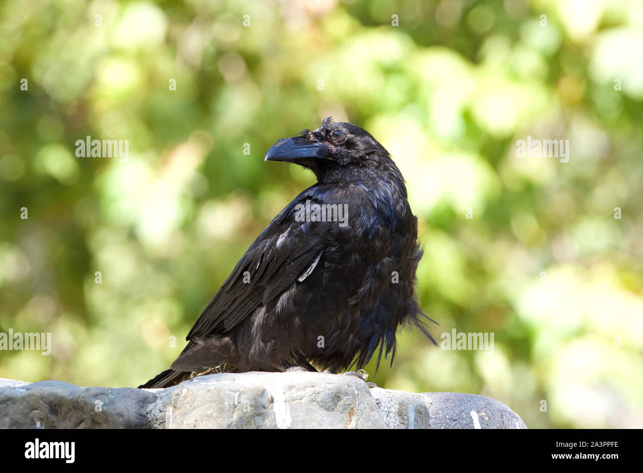 Un vestito di stracci Raven appollaiato su un muro di pietra guardando ai telespettatori di sinistra. Il verde delle foglie degli alberi in background. Molto intelligente, corvi sono noti Foto Stock