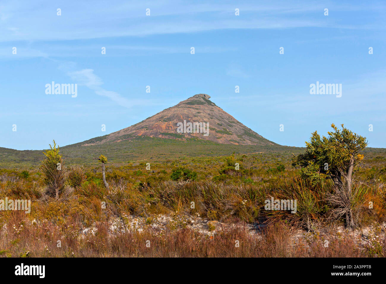 Il francese di picco, Cape Le Grand National Park, Esperance Australia Occidentale Foto Stock