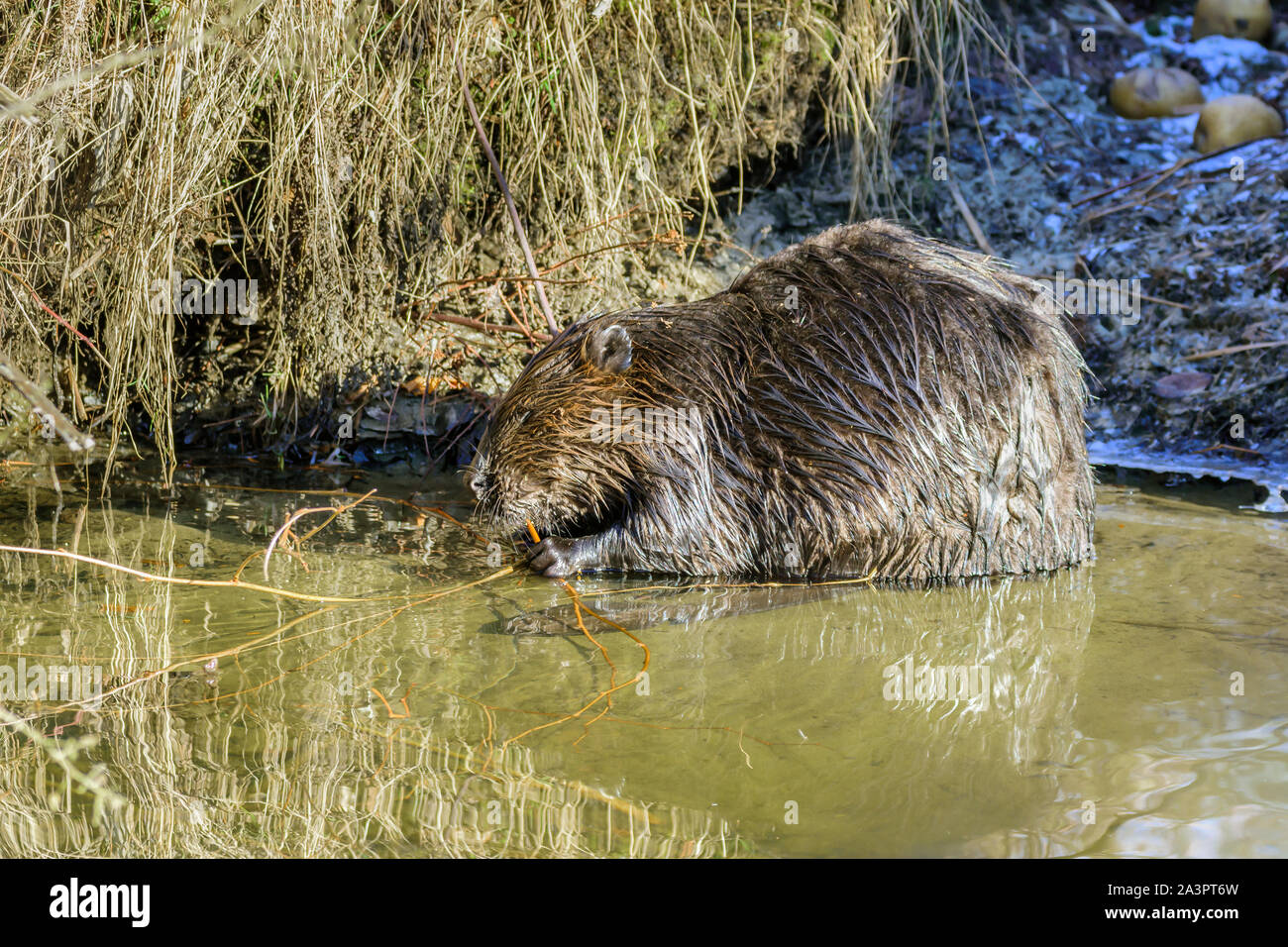 North American castoro, Castor canadensis, Burnaby Lago Parco Regionale, Burnaby, British Columbia, Canada Foto Stock