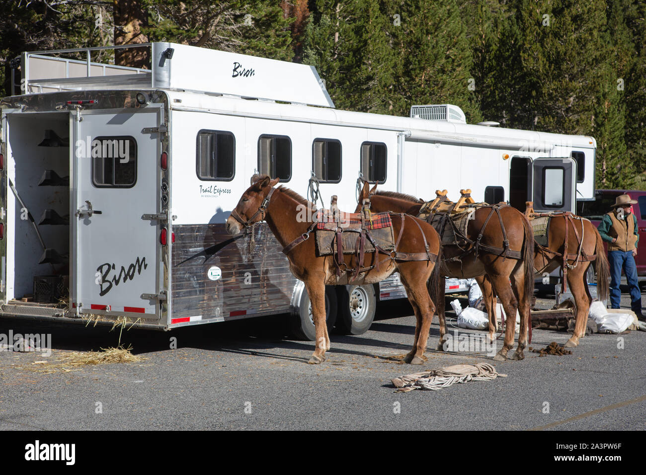 Muli il peso di un cavallo rimorchio per avere le loro confezioni caricate al Mosquito Appartamenti sentiero nella parte orientale della sierra Nevada della California USA Foto Stock