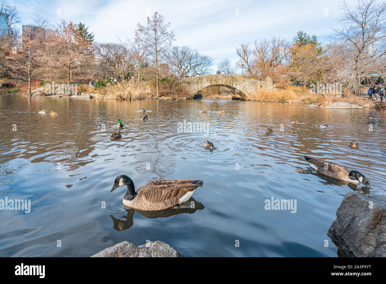 New York City, NY, STATI UNITI D'AMERICA - 25th, dicembre, 2018 - freddo bella giornata di sole nel parco centrale del lago con le anatre vicino Gapstow Bridge, Manhattan. Foto Stock
