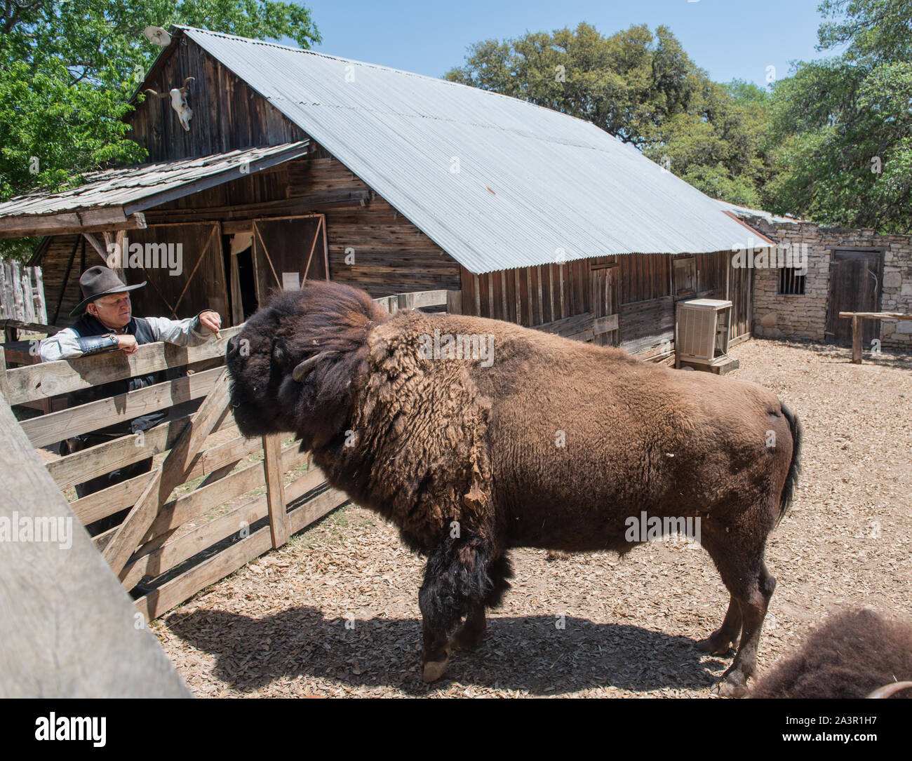 Steve Schmidt, lo sceriffo in città molle incantata Ranch e Old West theme park, speciale-eventi venue, e frequente di film e televisione commerciale in set Boerne, Texas, a nord-ovest di San Antonio, controlli su uno dei ranch di bufali. Schmidt, un proprietario terriero e pensionati B52 pilota, possiede il funzionamento Foto Stock