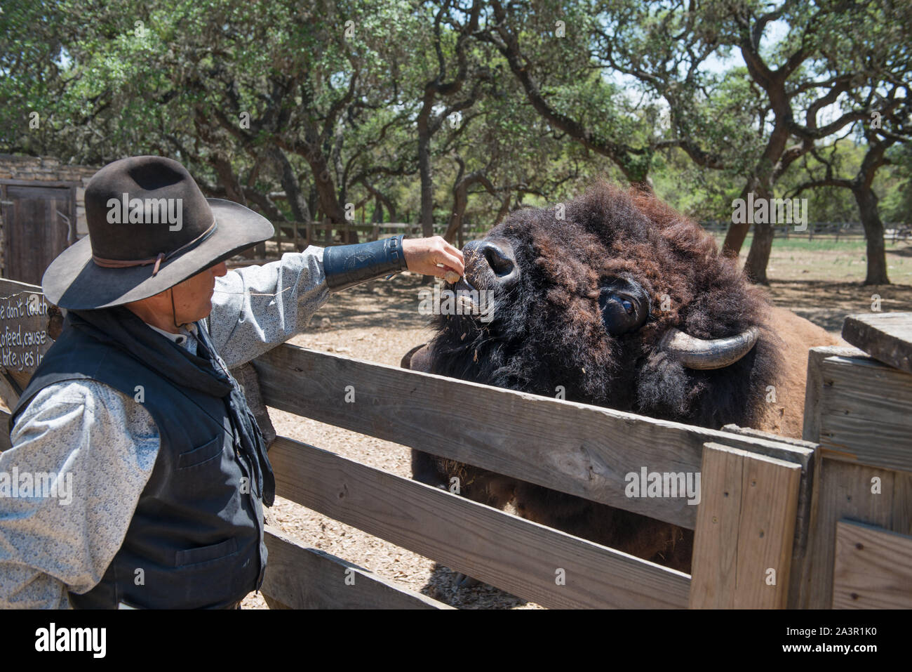 Steve Schmidt, lo sceriffo in città molle incantata Ranch e Old West theme park, speciale-eventi venue, e frequente di film e televisione commerciale in set Boerne, Texas, a nord-ovest di San Antonio, controlli su uno dei ranch di bufali. Schmidt, un proprietario terriero e pensionati B52 pilota, possiede il funzionamento Foto Stock