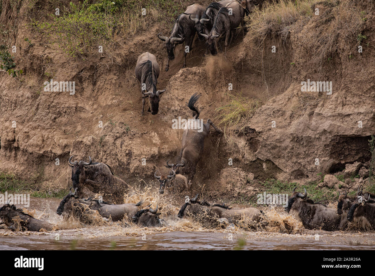 Gnu attraversando il fiume Mara durante la Grande Migrazione Foto Stock