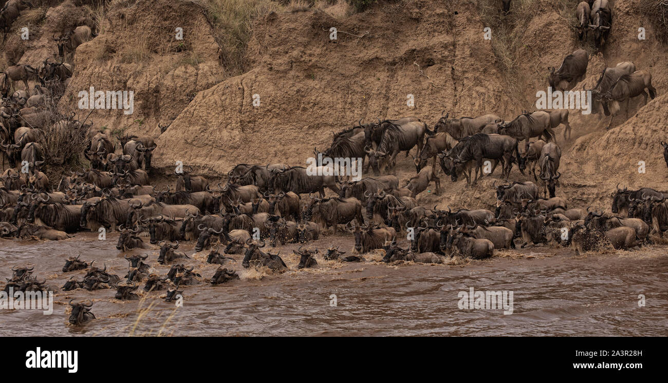Gnu attraversando il fiume Mara durante la Grande Migrazione Foto Stock