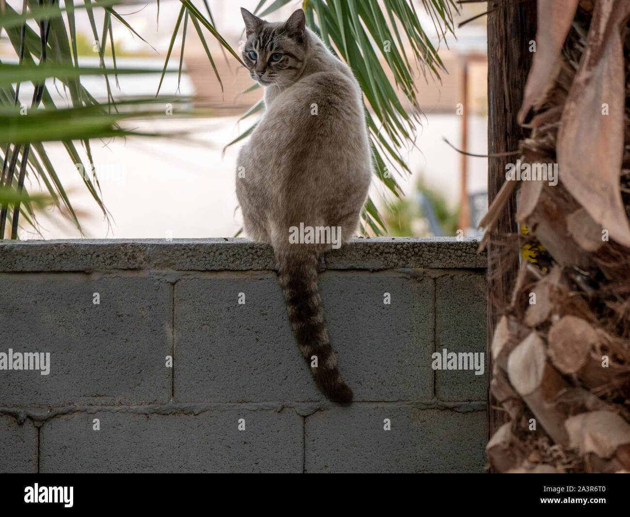 Un feral blue eyed cat seduto su un muro di calcestruzzo di recupero accanto a palme Foto Stock