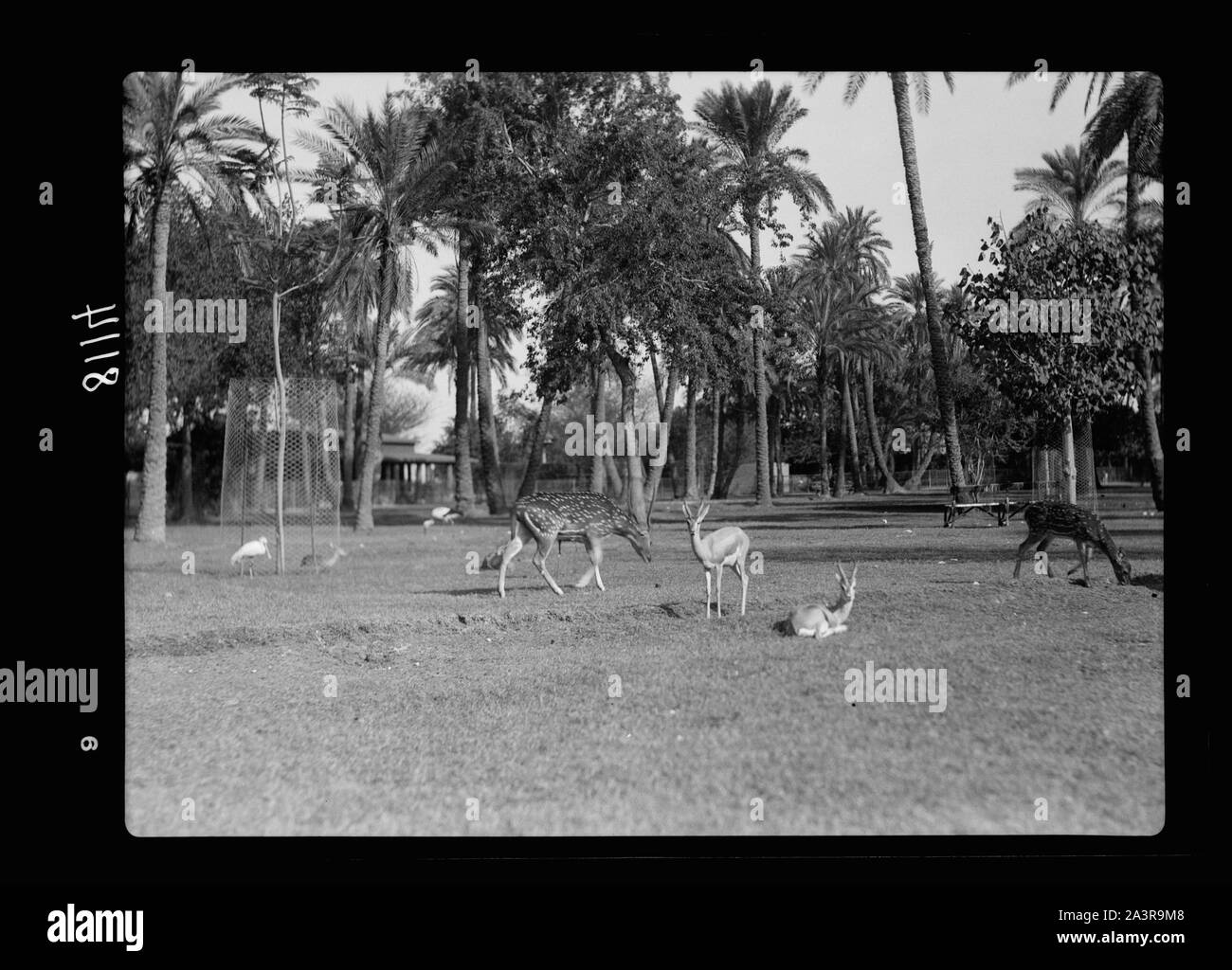 Il Sudan. Il governo di Khartoum. Lo Zoo di Khartoum. Avvistato cervi e gazzelle (Rusa asse) Foto Stock